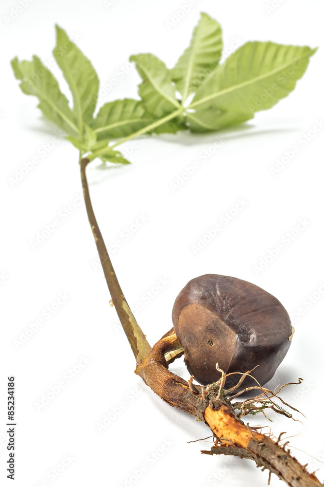 Fototapeta premium Germinated chestnut tree on white background