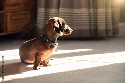 Fototapeta Naklejka Na Ścianę i Meble -  shaded dachshund puppy