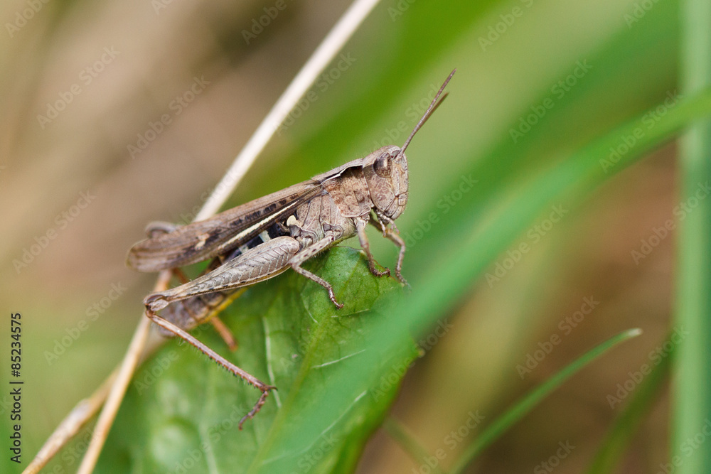 Grasshopper on grass