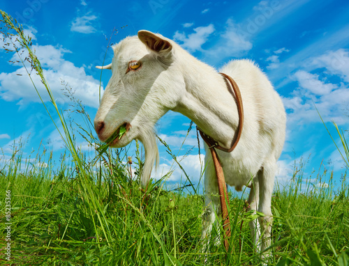 White hornless goat in the pasture photo
