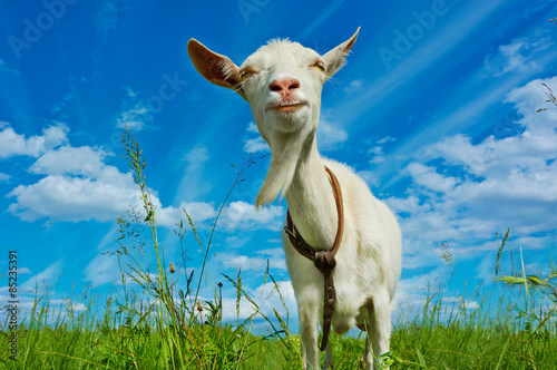 White hornless goat in the pasture