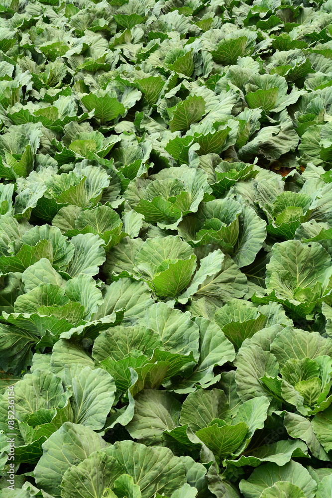Texture of green cabbage field Texture of green cabbage field