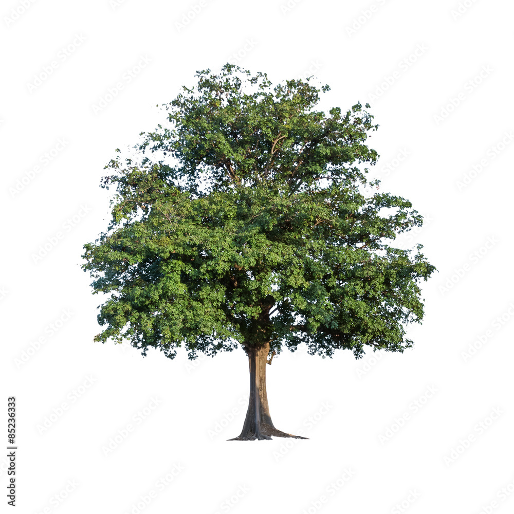Obraz premium Tree isolated