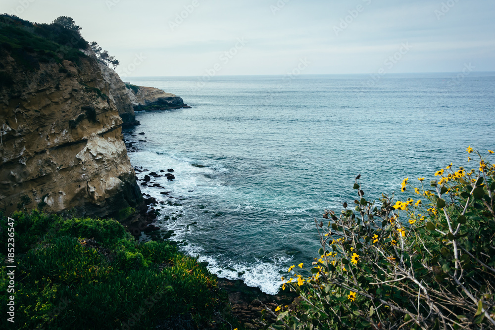Sunflowers and view of cliffs along the Pacific Ocean, in La Jol