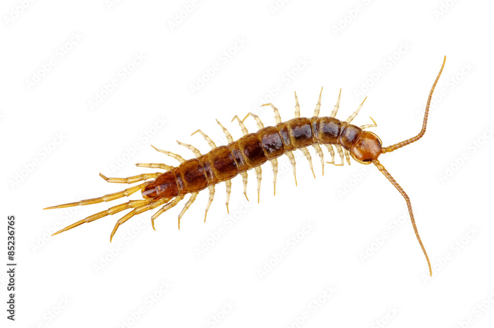 centipede centipede