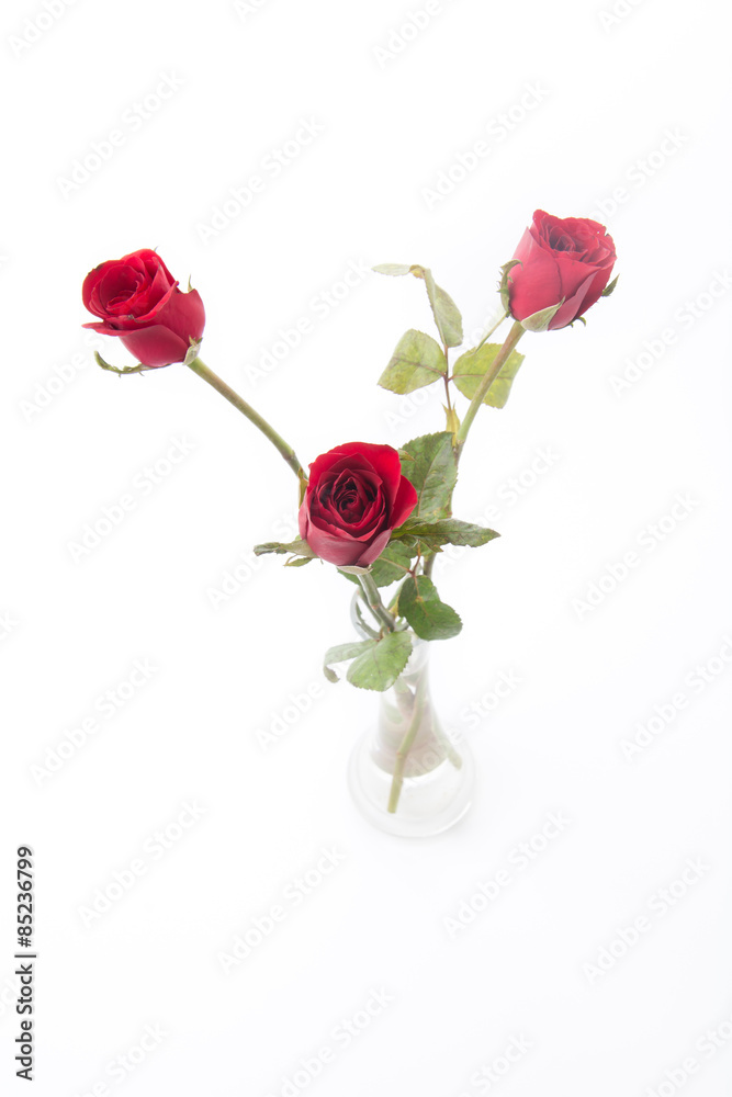 Obraz premium red rose