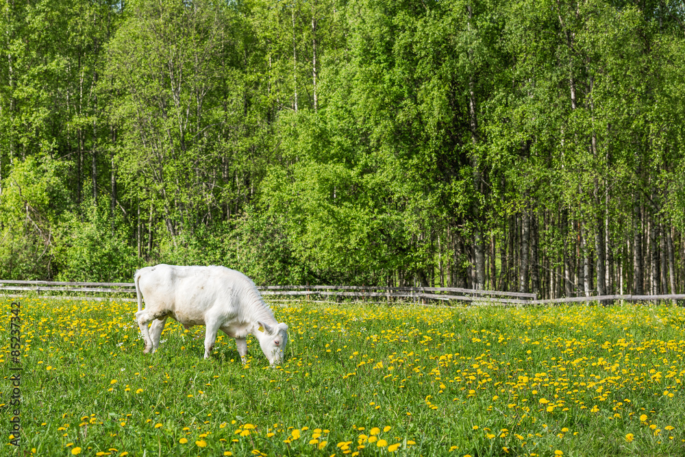 Obraz premium Young Northern Finncattle bull in a meadow in Ollila farm in Koli national park