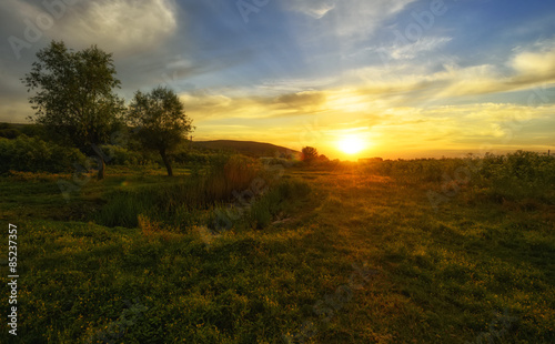 Trees and sunset on field © tutye