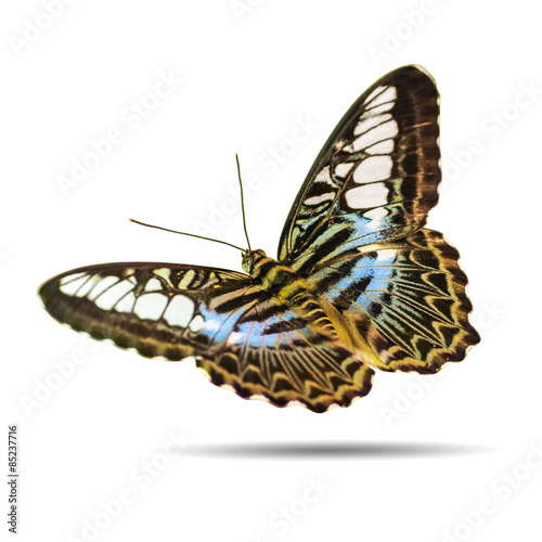 Butterfly isolated