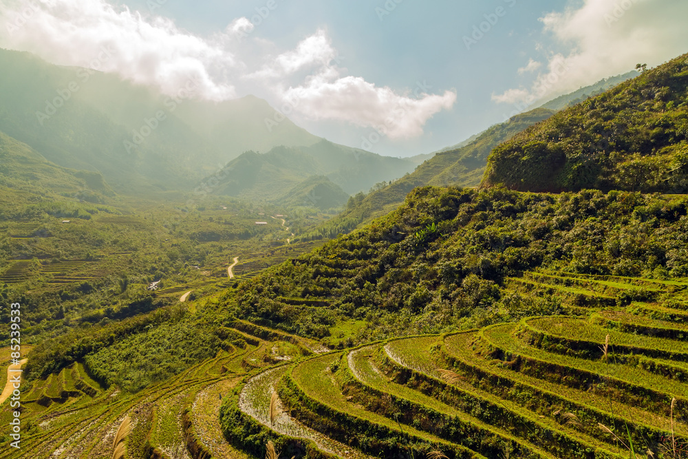 Rice fields on terraced Vietnam