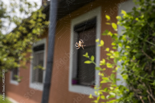 Spider on spider web after rain.