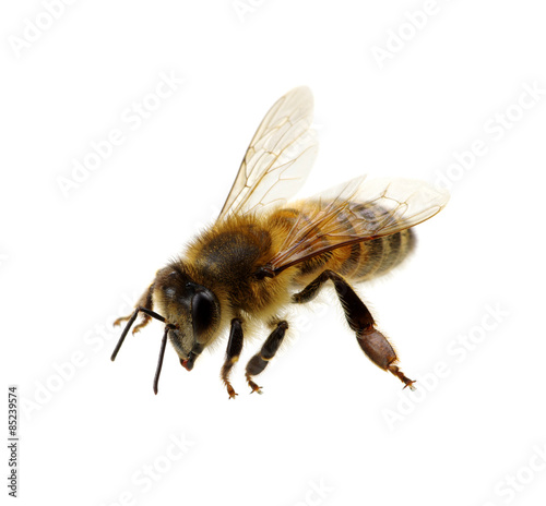 Bee © Alekss