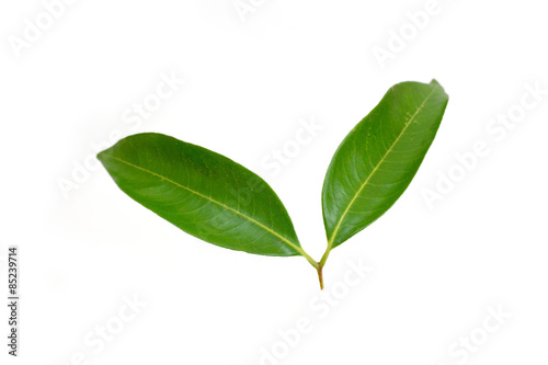 Lychee leaves