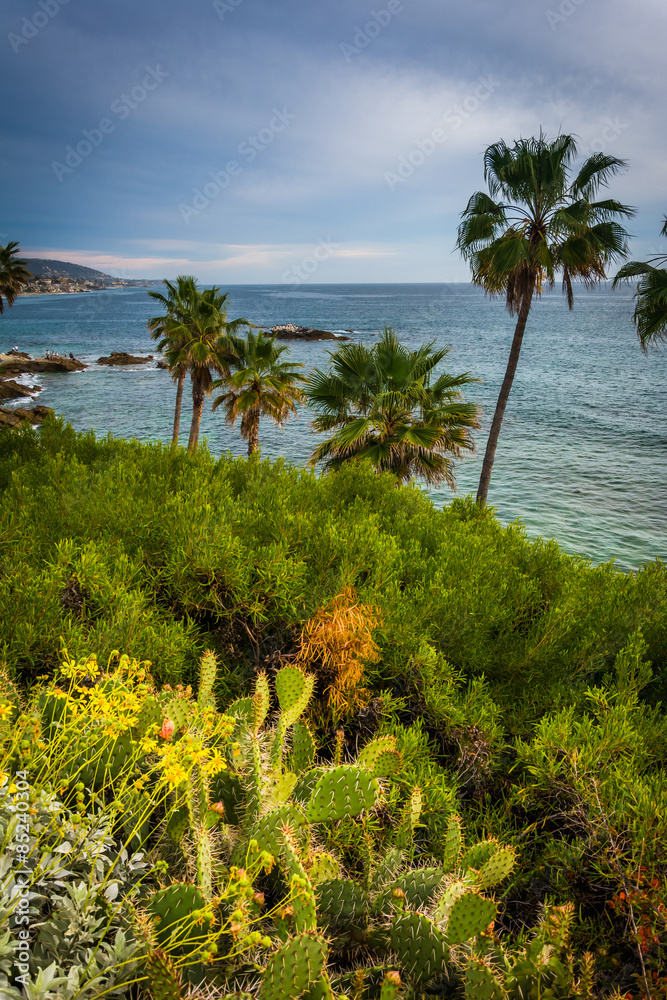 Palm trees and view of the Pacific Ocean, at Heisler Park, in La