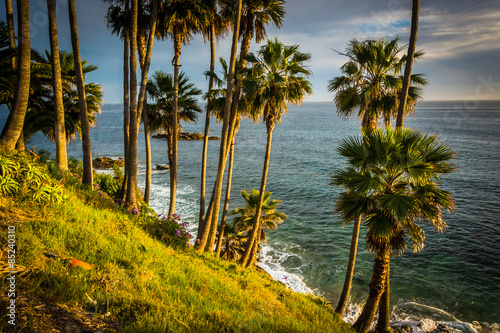 Palm trees and view of the Pacific Ocean  at Heisler Park  in La