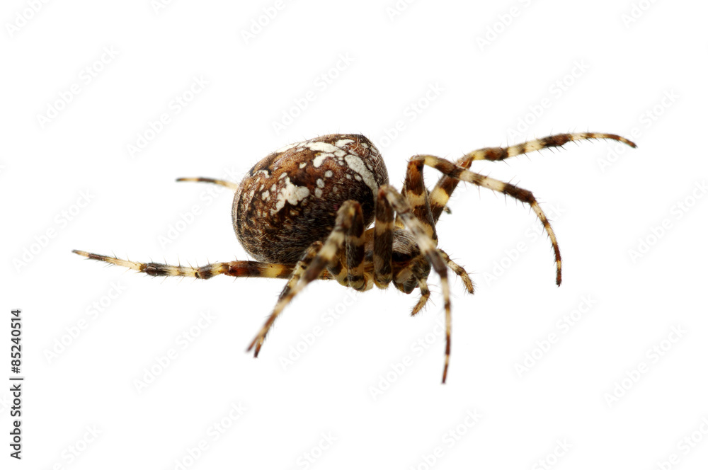 Spider Spider