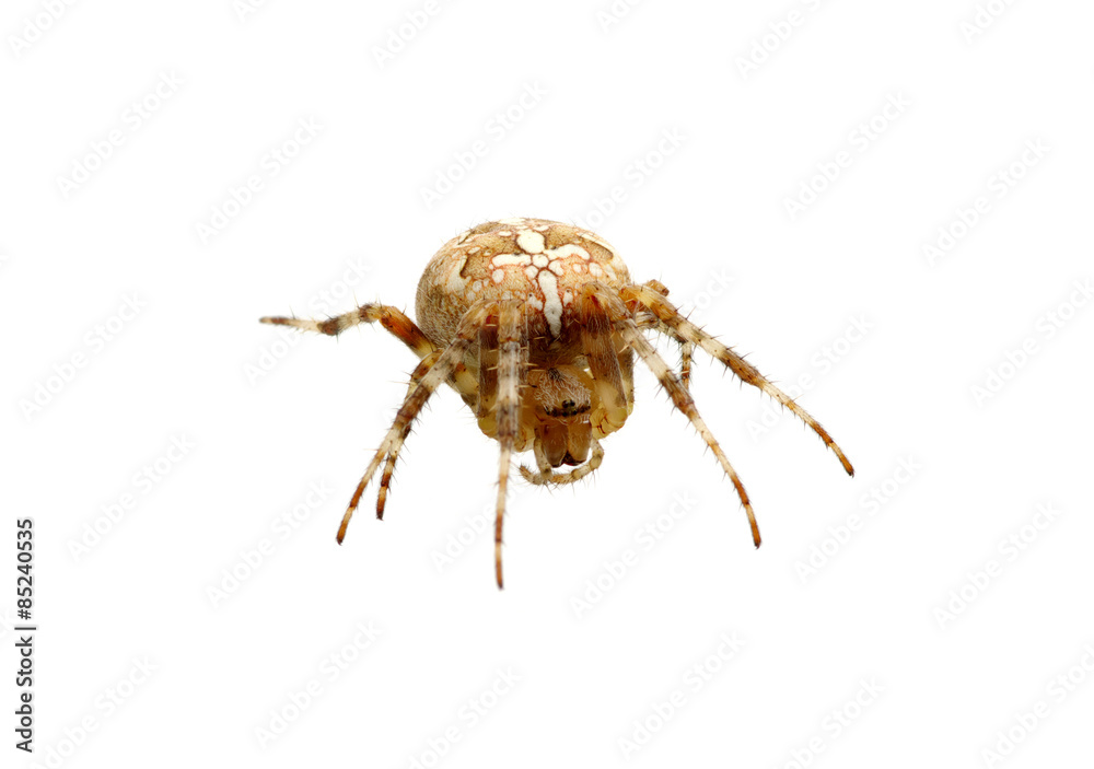 Fototapeta premium Spider