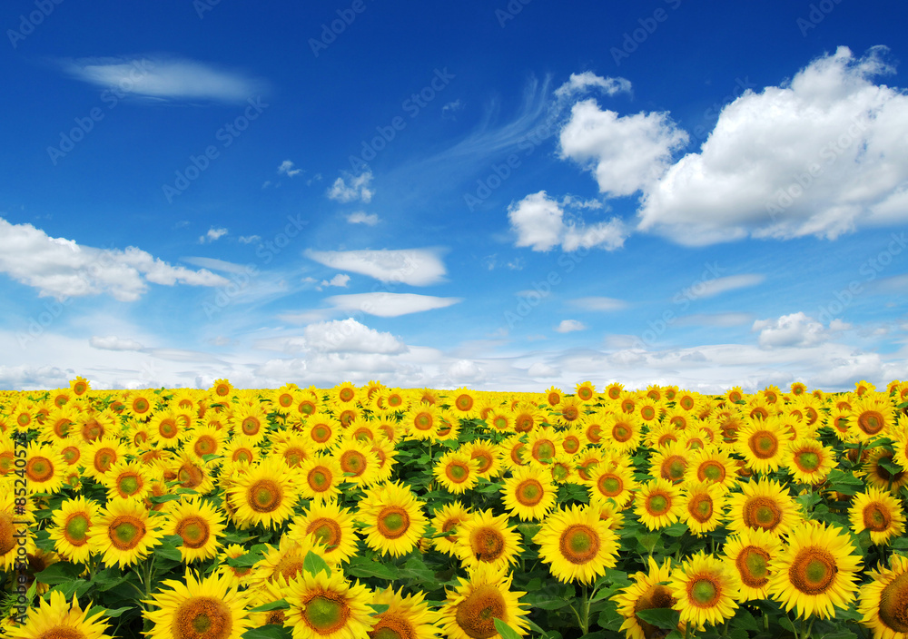 Fototapeta premium sunflowers field