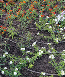 automatic irrigation system for flowers in the flowerbed