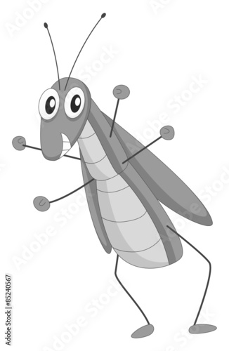 Grasshopper