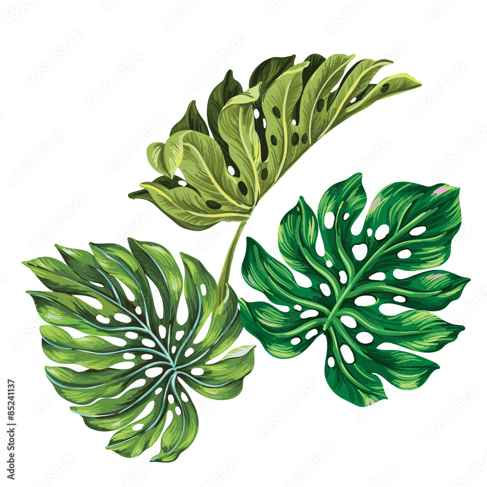 Obraz 3 wektor tropikalnych liści palmowych. realistyczny rysunek w stylu vintage. na białym tle. liście monstera.