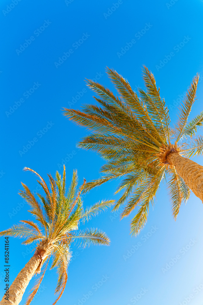 Green palm tree on blue sky Green palm tree on blue sky