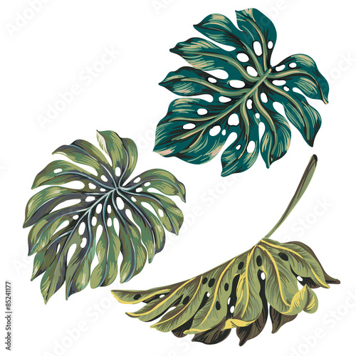 set of 3 single vector monstera leaves in autumn colors.
