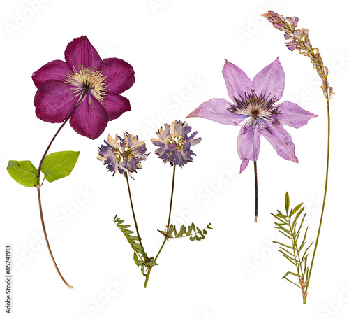 Fototapeta Naklejka Na Ścianę i Meble -  Set of wild dry pressed flowers and leaves