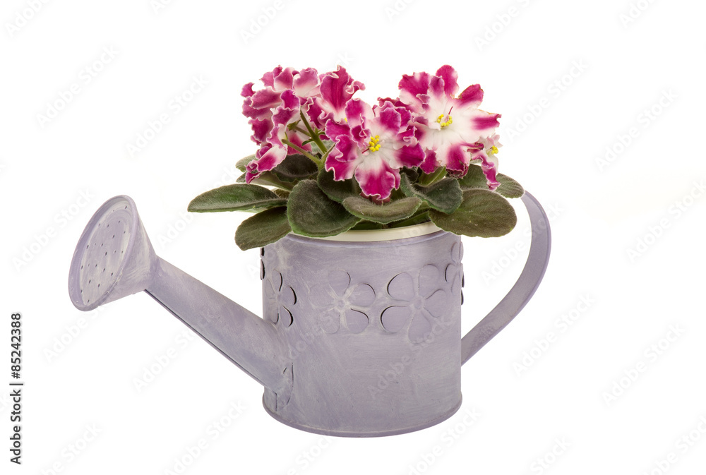 Saintpolia (african violet) flower in the decorative pot isolated. Saintpolia (african violet) flower in the decorative pot isolated.