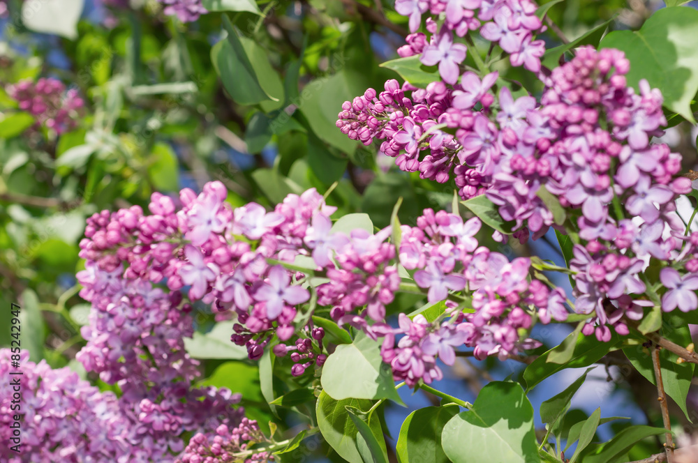 Obraz premium Lilac selective focus