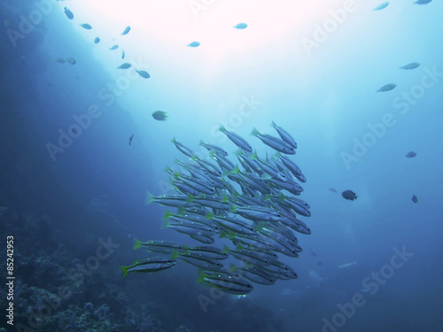 group of yellow-stripe scad in north Andaman, Thailand