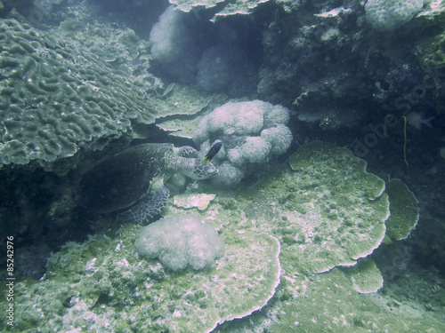 closed up the turtle in north andaman, Thailand