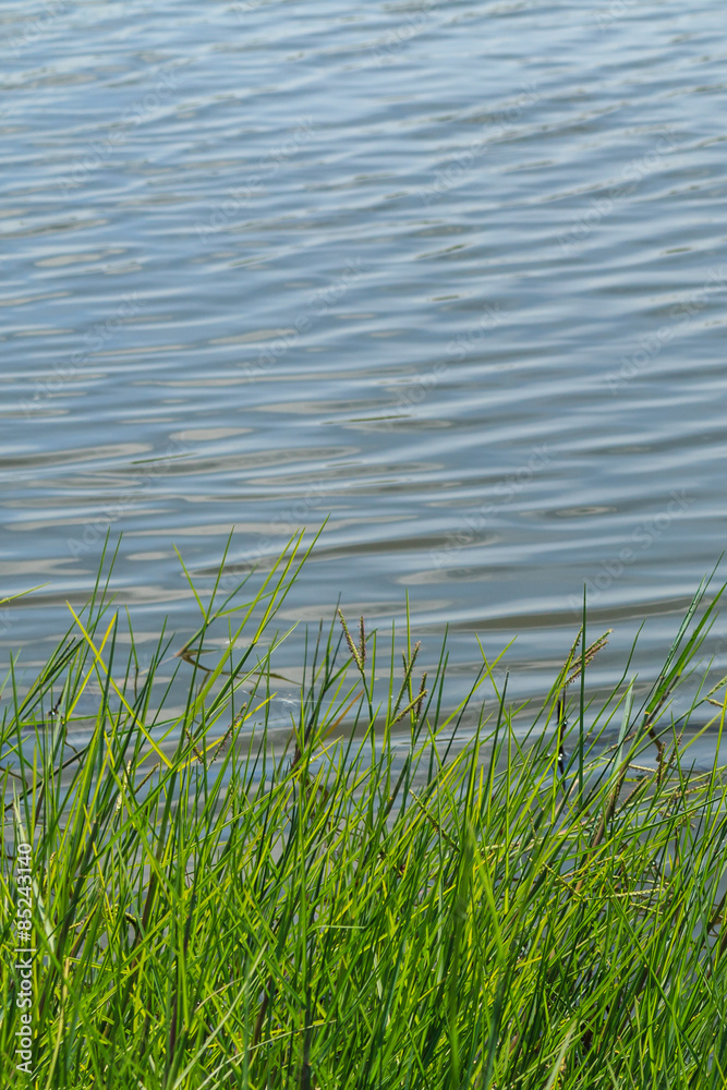 Green nature purity grass on the river bank Green nature purity grass on the river bank