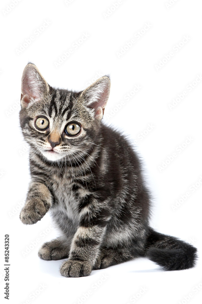 Funny striped kitten sitting and looking at the camera (isolated on white)