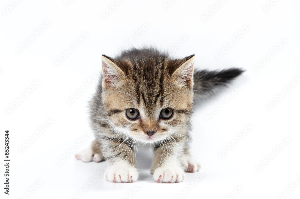 Brown british kitten standing and looking at the camera (isolated on white)