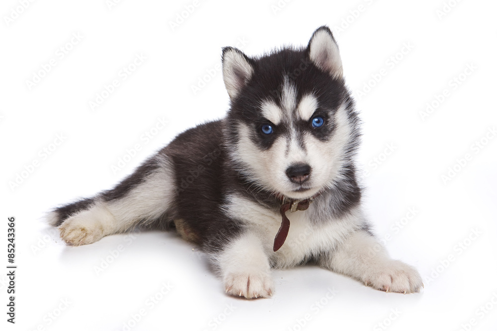 Husky puppy lying and looking at the camera (isolated on white) Husky puppy lying and looking at the camera (isolated on white)
