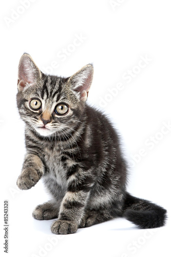 Funny striped kitten sitting and looking at the camera (isolated on white)