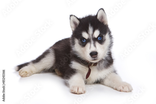 Husky  puppy lying and looking at the camera (isolated on white)