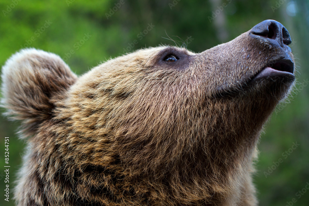 The muzzle of a brown bear