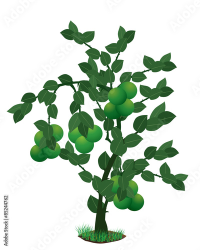 lime plant vector design
