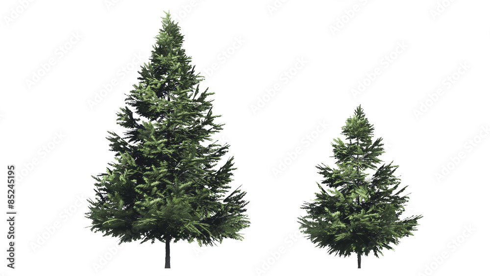 Fototapeta premium Christmas tree