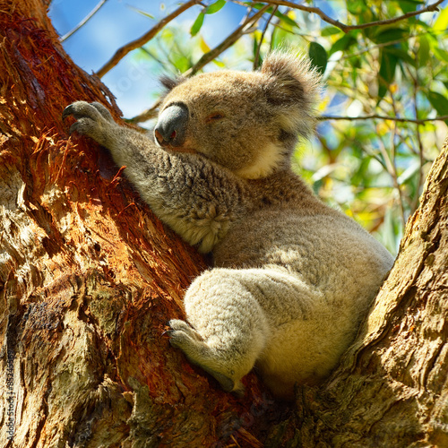 Koalas along Great Ocean Road, Victoria, Australia
