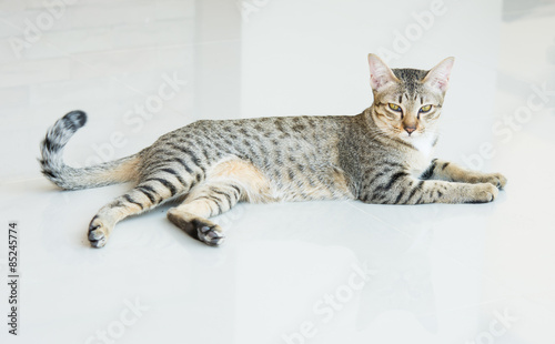 Canvastavla Cute tabby kitten