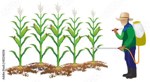 agriculturist insecticide corn plant vector design