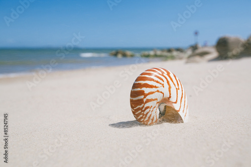 nautilus shell on sandy wind beach