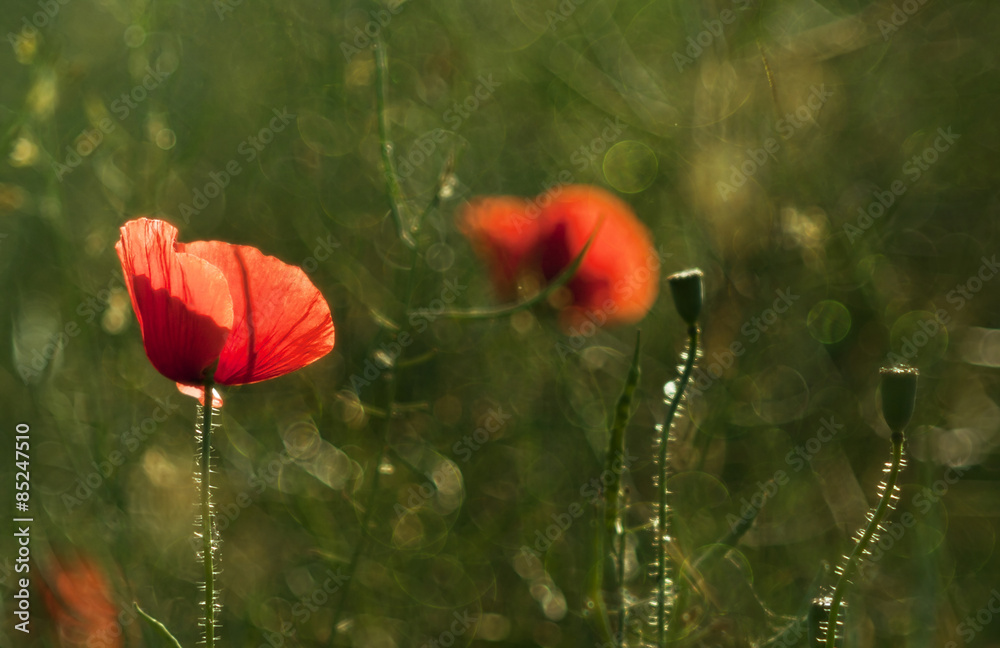 Fototapeta premium Abstract wild poppies