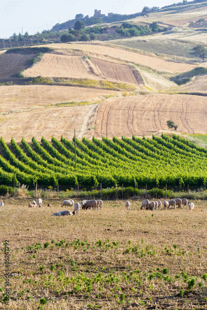 Obraz premium Flock of sheeps with vineyards in the background in Sicily
