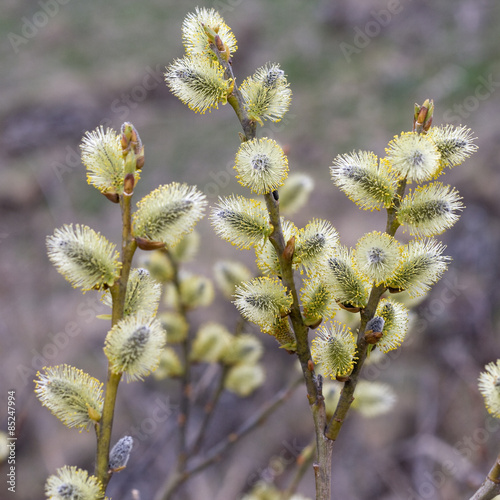 Willow (Salix caprea) branches with buds blossoming in early spr © Olga Labusova