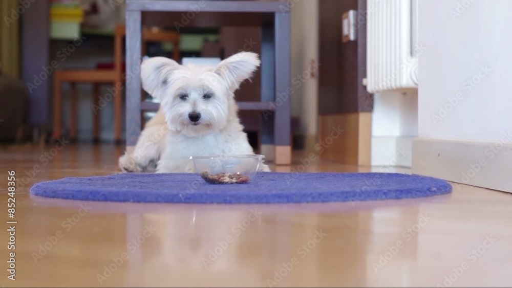 Dog is taking relax at home - animal concept
