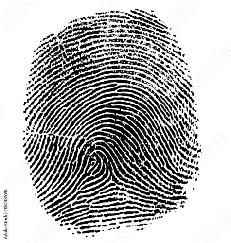 Vector illustration of fingerprint isolated on white